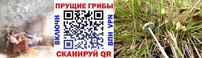 Псилоцибиновые грибы Cubensis  купить наркоту  Изобильный 